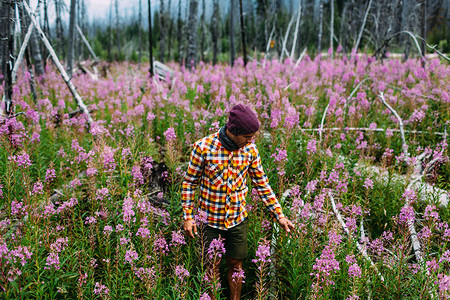 加拿大阿尔伯塔省班夫公园冰碛湖一位穿着格子衬衫的中年男子在野花丛中图片