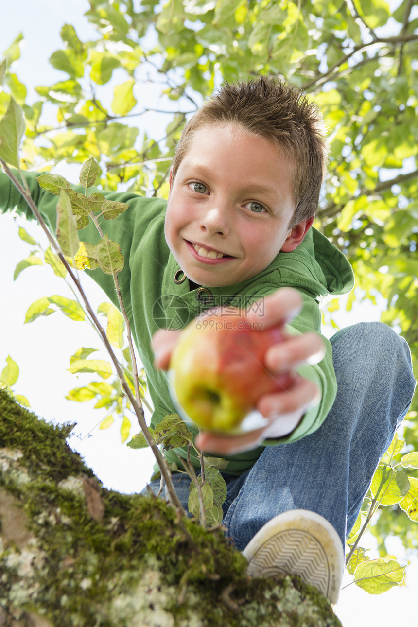 持有摘苹果爬树的男孩肖像图片