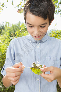 花园里的少年男孩盯着树叶上的毛虫图片