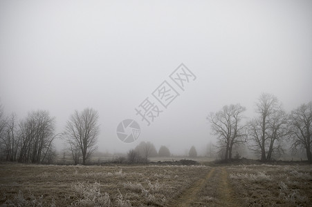 霜雾雾霜清晨时的田野背景