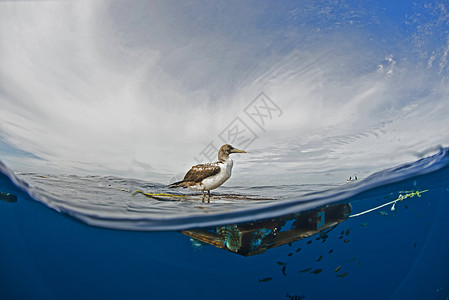 在漂浮木上的海鸟高清图片