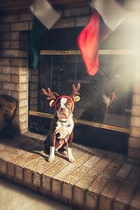 壁炉旁的波士顿狗图片