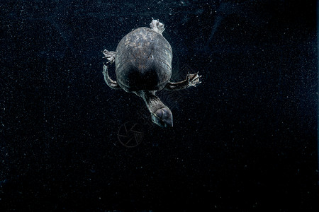 在水下的泥龟图片