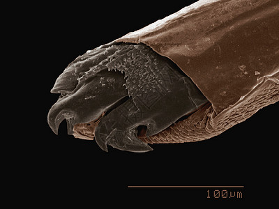 长蛇显微镜下的微型生物背景