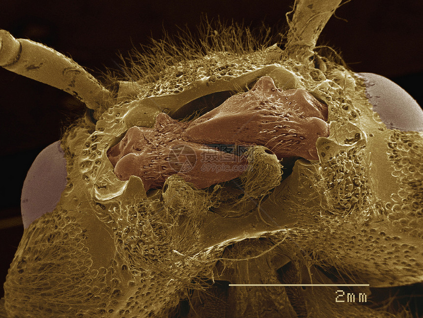 显微镜下的微型生物图片