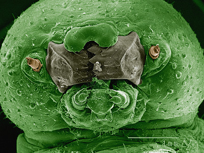 彩色扫描电镜下微型角虫蝶科图片