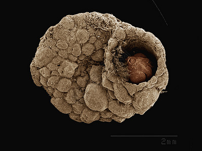 显微镜下的甲虫背景图片
