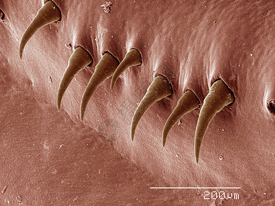 显微镜下的小龙虾图片