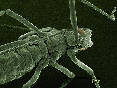 甲虫部分图片