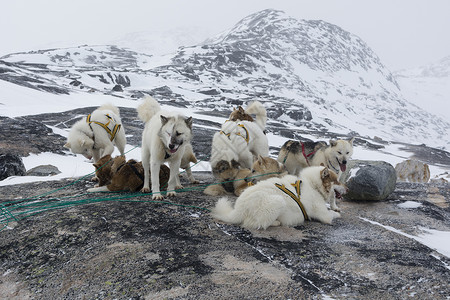 深沉沙哑的格陵兰伊卢利萨特的哈士奇犬背景