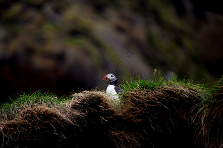 海雀科动物在草悬崖上的海雀背景