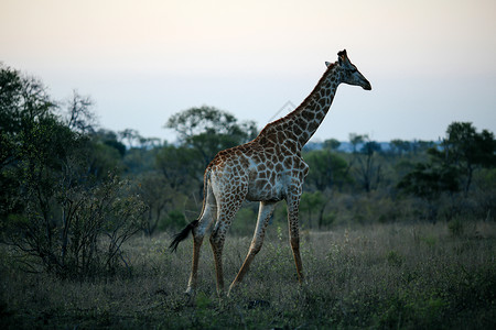 南非草场上的长颈鹿图片
