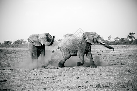 大象在南非克鲁格公园玩耍高清图片
