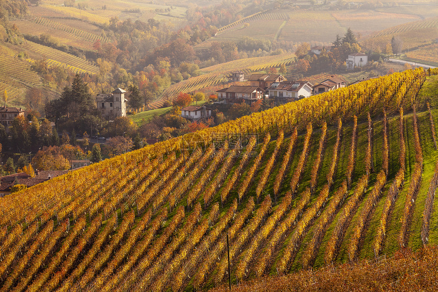 意大利皮埃蒙特的秋葡萄园和村庄图片