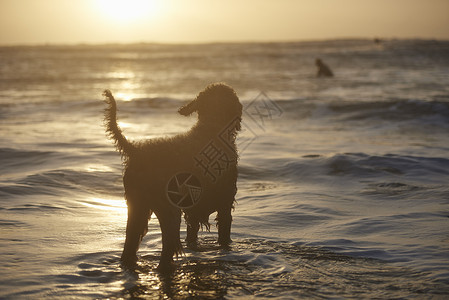 在水里站着的小狗图片