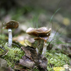 苔藓图片