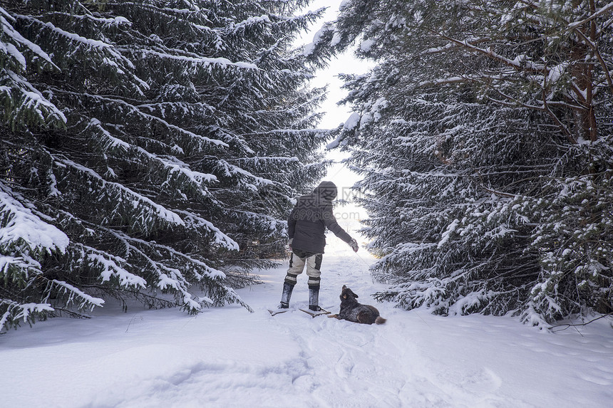 在俄罗斯乌拉尔的雪覆盖森林中图片