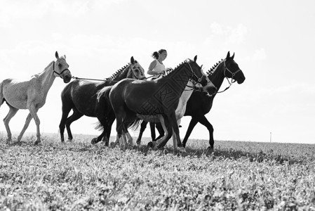 骑着马的女人带着四匹马高清图片