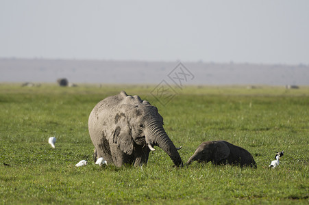 关家小动物肯尼亚安博塞利公园的非洲大象背景