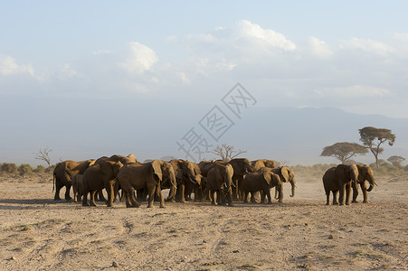 肯尼亚安博塞利公园的非洲象群背景图片