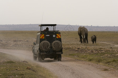 行走的大象肯尼亚安博塞利公园的非洲大象背景