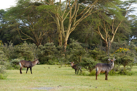 纳瓦沙湖肯尼亚奈瓦沙湖的羚羊背景