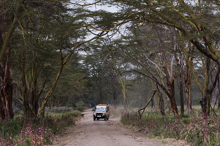 肯尼亚纳库鲁湖公园的越野车图片
