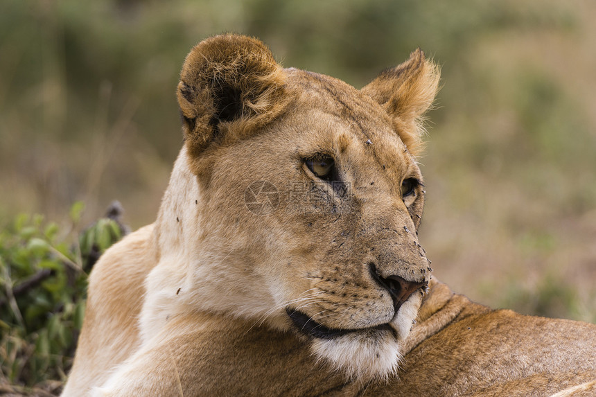 肯尼亚马赛马拉的狮子图片