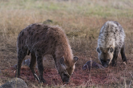 肯尼亚马赛马拉的斑点土狼图片