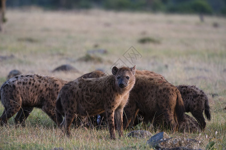 肯尼亚马赛马拉成群的斑点土狼图片