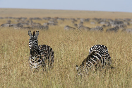 肯尼亚马赛马拉的斑马高清图片