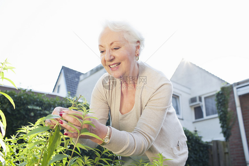 在花园的女子采摘植物图片