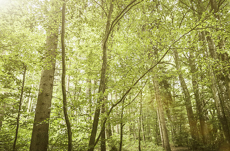 绿色树叶的阳光森林场景图片