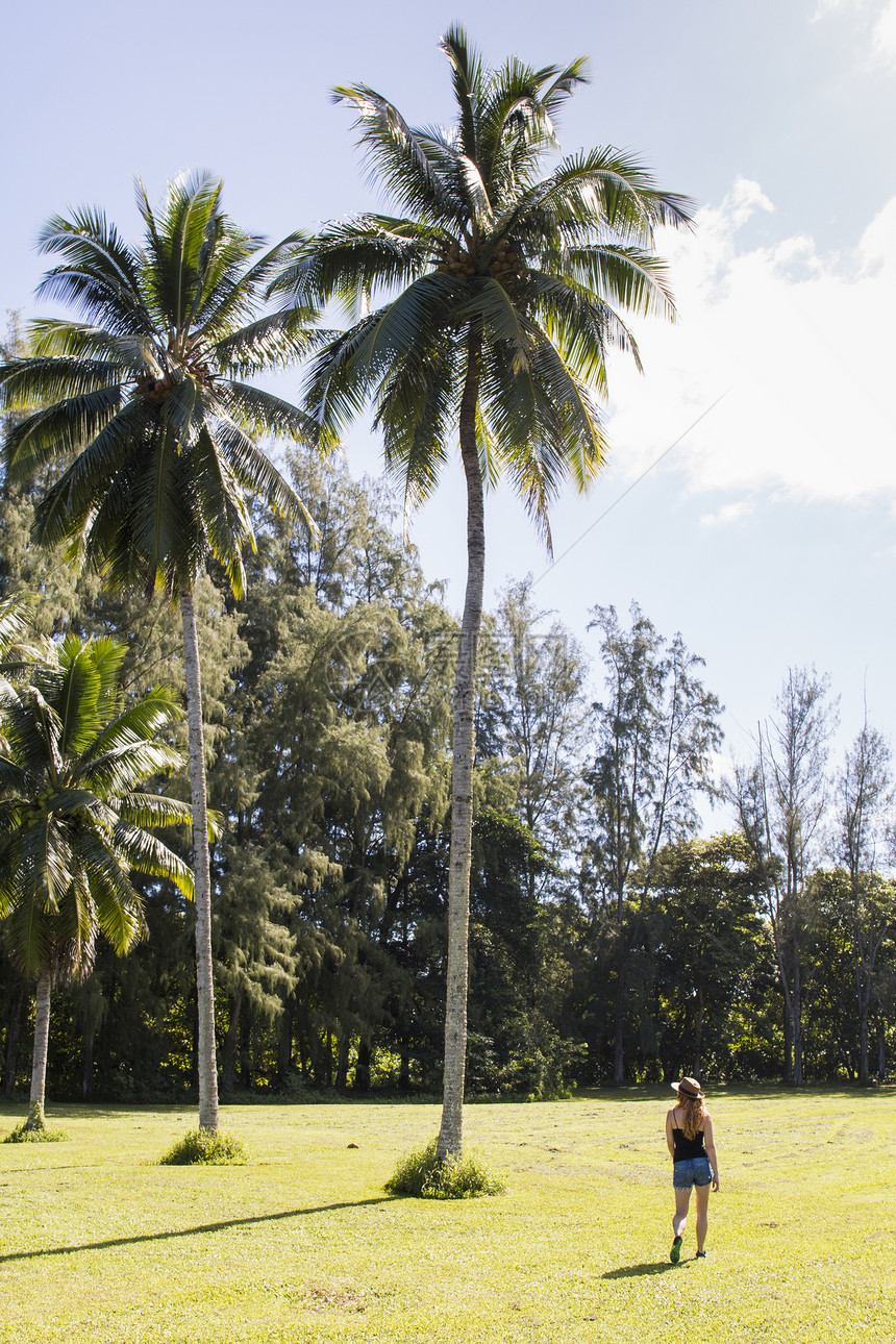美国夏威夷棕榈树附近游荡的女客图片