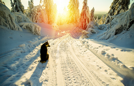 俄罗斯日落雪地路上的狗图片