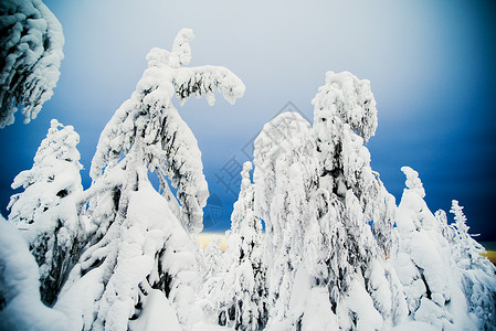 白雪覆盖树木图片