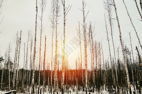 俄罗斯日落的冬季风景图片
