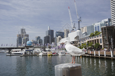 银鸥澳大利亚新南威尔士悉尼西德海滨背景