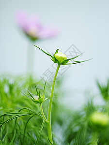 花园新生的绿芽图片