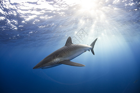 深海中的鲨鱼图片