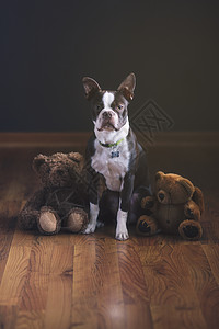 暗调木地板木地板上的波士顿小狗和泰迪熊背景