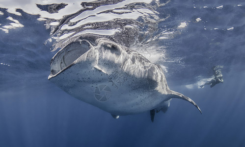 与摄影师一起游泳的鲨鱼高清图片