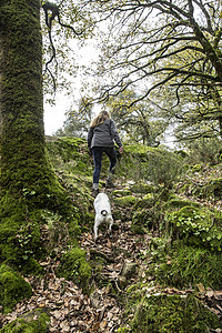 女徒步旅行者和她的宠物狗在林地向上行走图片