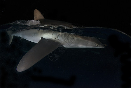 雷维拉吉加多墨西哥科里马市圣本尼迪克托市雷维拉吉杰多市黑暗中水面上的丝状鲨鱼被船上的灯光吸引背景