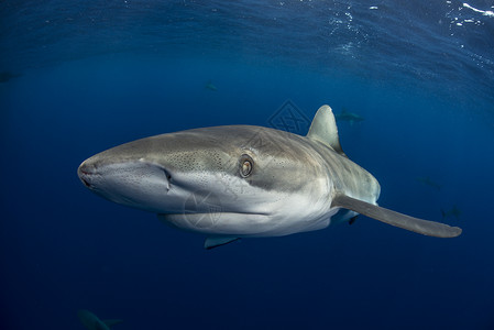 加拉帕戈斯鲨鱼carcharhinusgalapagensis在墨西哥科里马州雷维拉吉加多市索科罗看摄像机的水下视图图片