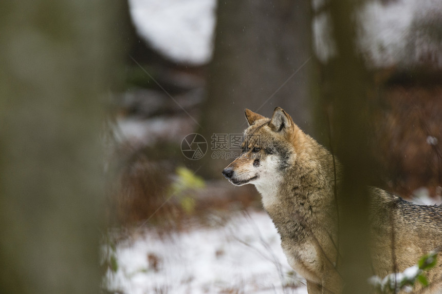 德国巴伐利亚州巴伐利亚雪林森林公园的灰狼图片