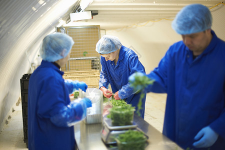 蔬菜工厂生产线上身着理发网包装蔬菜的工人背景