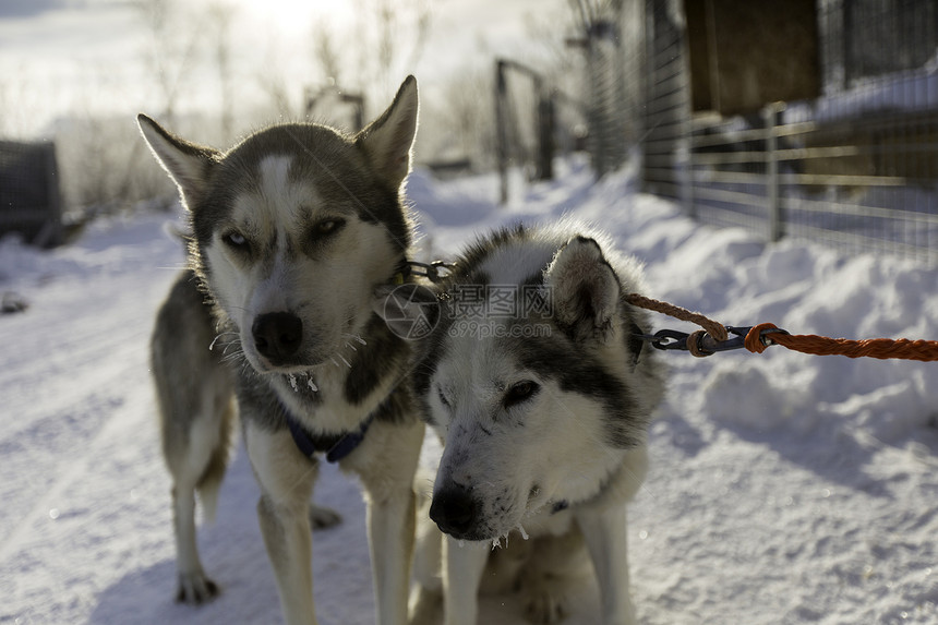 两只雪橇犬图片