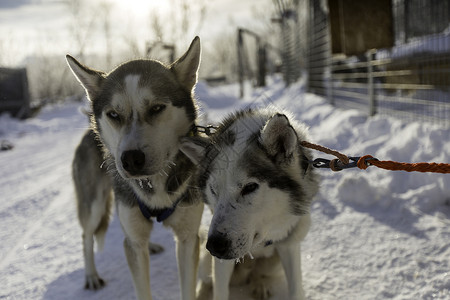 两只雪橇犬背景图片