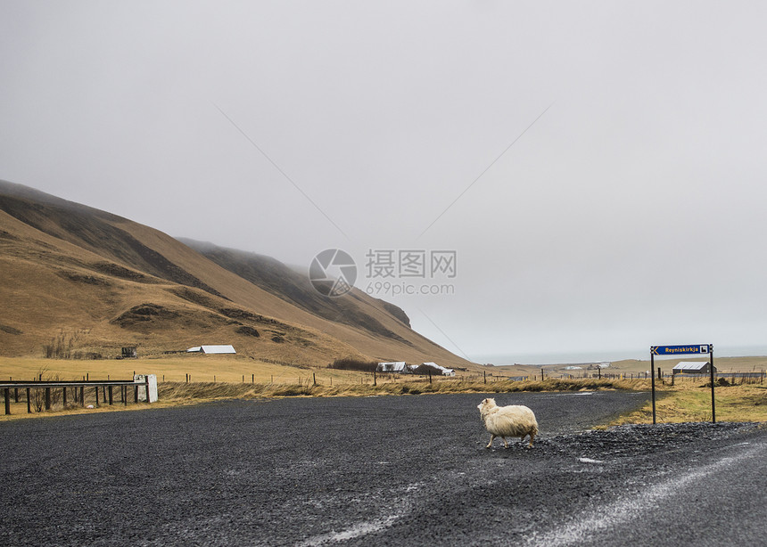 冰岛维克的羊图片
